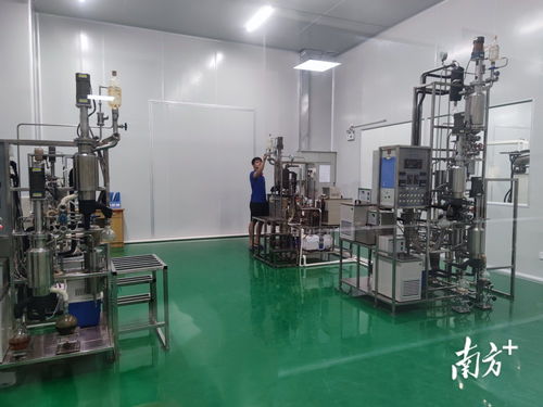 電白沉香樹(shù)要 種 出百億大產(chǎn)業(yè) 電白香 飄天下