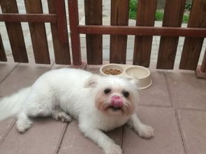 沙河專業(yè)貓咪狗狗寄養(yǎng)服務(wù) 全天候關(guān)愛(ài)您的寵物伙伴